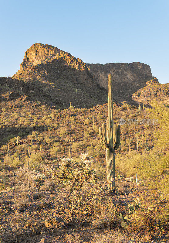 Picacho Peak州立公园的撒瓜罗